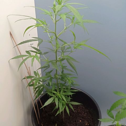 Unbekannte Sorte growlog timeline photo