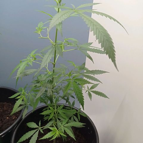 Unbekannte Sorte growlog timeline photo