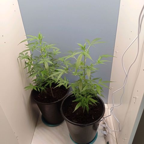 Unbekannte Sorte growlog timeline photo