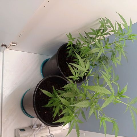 Unbekannte Sorte growlog timeline photo
