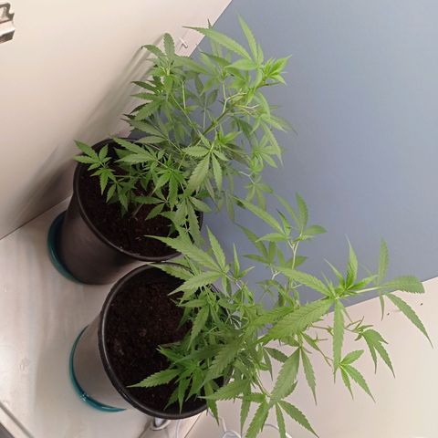 Unbekannte Sorte growlog timeline photo