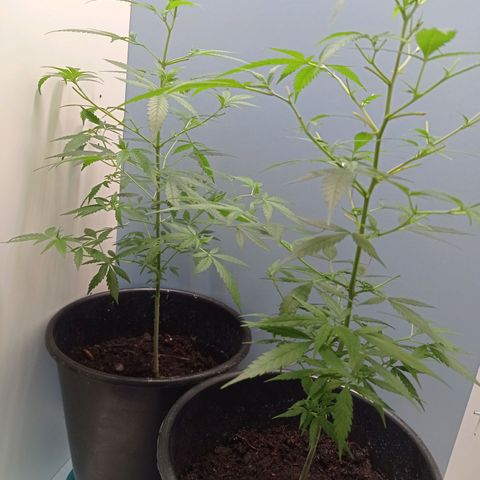 Unbekannte Sorte growlog timeline photo