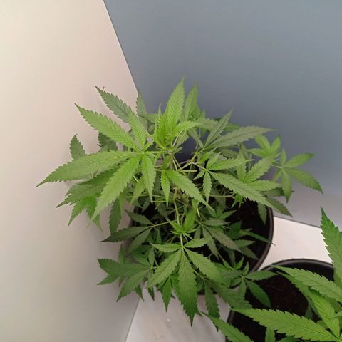 Unbekannte Sorte growlog timeline photo