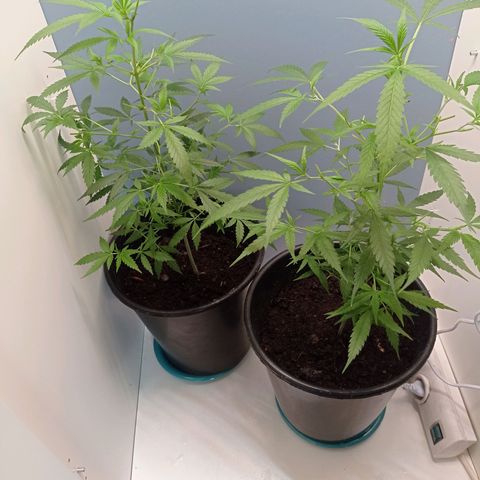 Unbekannte Sorte growlog timeline photo