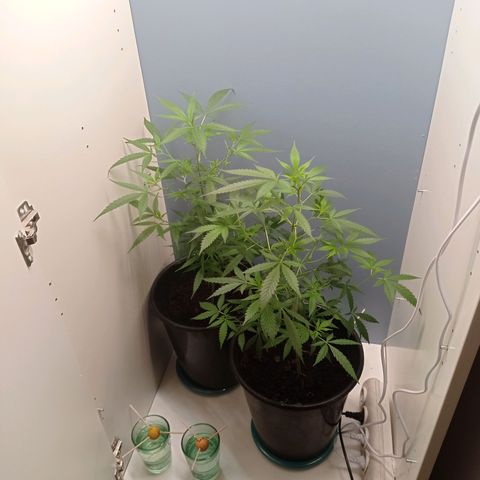 Unbekannte Sorte growlog timeline photo