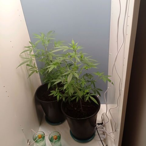 Unbekannte Sorte growlog timeline photo