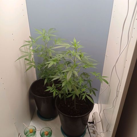Unbekannte Sorte growlog timeline photo