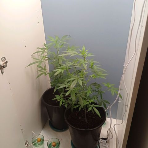 Unbekannte Sorte growlog timeline photo