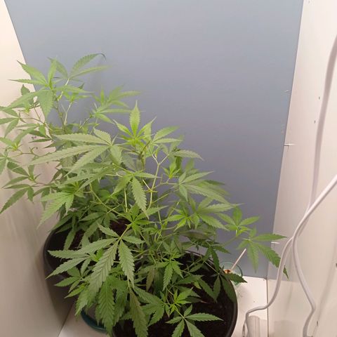 Unbekannte Sorte growlog timeline photo