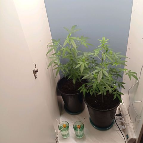 Unbekannte Sorte growlog timeline photo