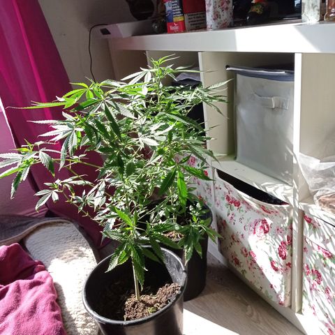 Unbekannte Sorte growlog timeline photo