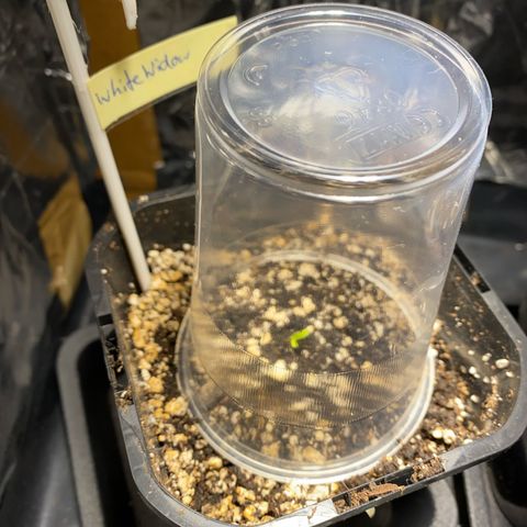 White Widow growlog photo: Geschlüpft 🥰