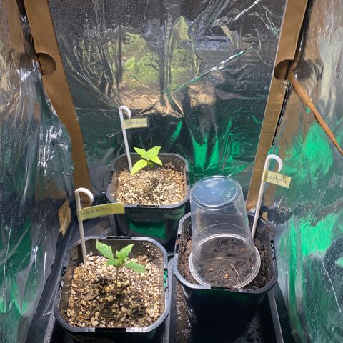 Purple Haze growlog photo: Der neue Ladyshtopf hat andere Erde bekommen, war evtl. noch zu scharf. 
Whitewidow und Purplehaze haben sich erholt, sahen auch nicht so gut aus 