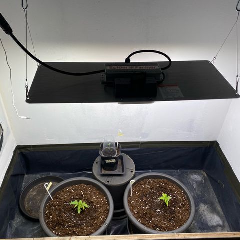Purple Haze growlog photo: Ab in die große Box 