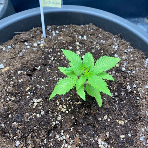 Purple Haze growlog timeline photo