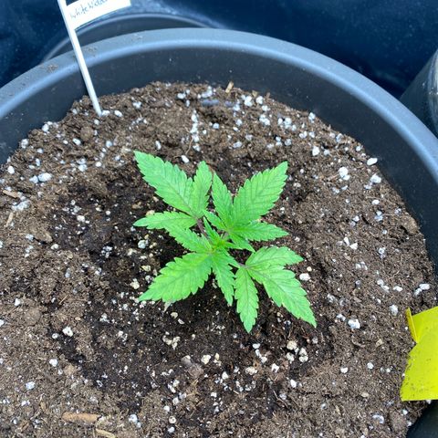 White Widow growlog timeline photo