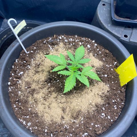White Widow growlog photo: 1 EL Guano eingearbeitet 