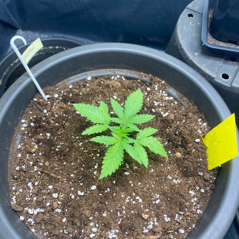 White Widow growlog photo: 1 EL Guano eingearbeitet 