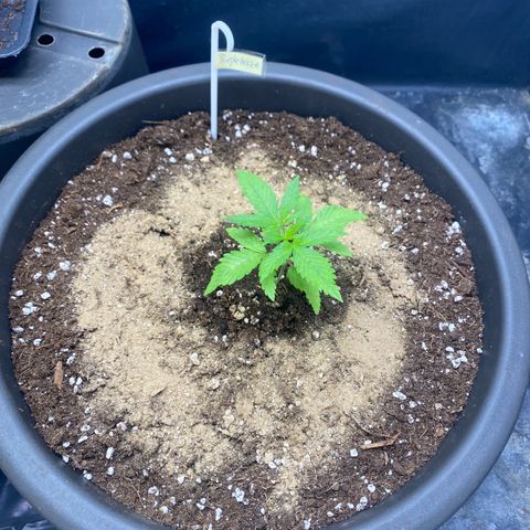 Purple Haze growlog photo: 1 EL Guano eingearbeitet 