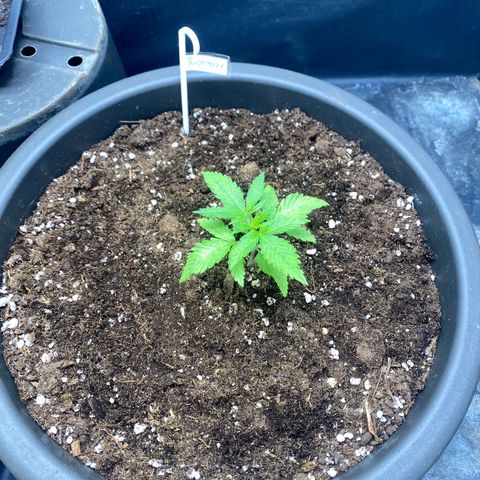 Purple Haze growlog photo: 1 EL Guano eingearbeitet 
