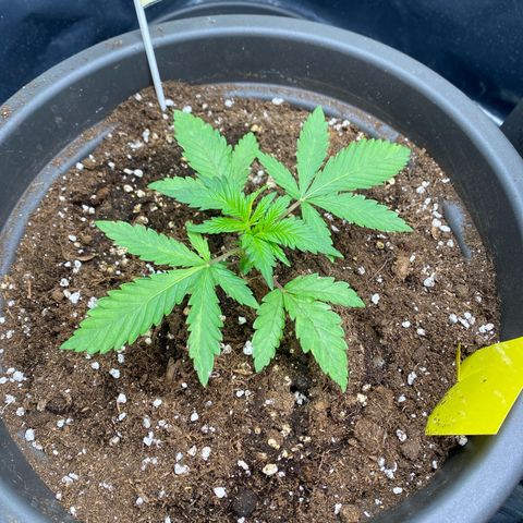 White Widow growlog timeline photo