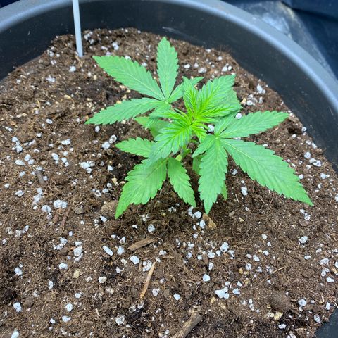 Purple Haze growlog timeline photo