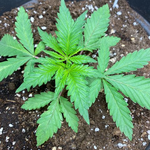 White Widow growlog photo: 3 Blätter und eins davon ein Krüppel 😅🫣