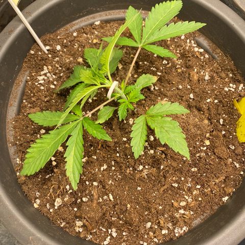 White Widow growlog timeline photo