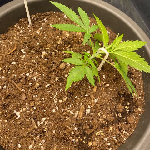 Purple Haze growlog timeline photo