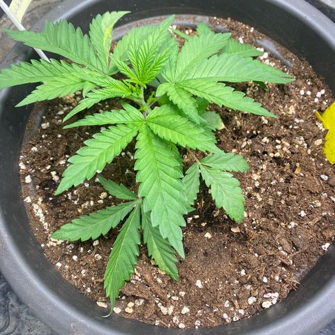 White Widow growlog timeline photo