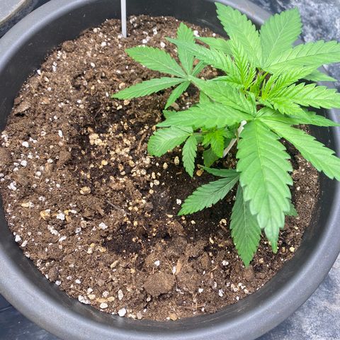 Purple Haze growlog timeline photo