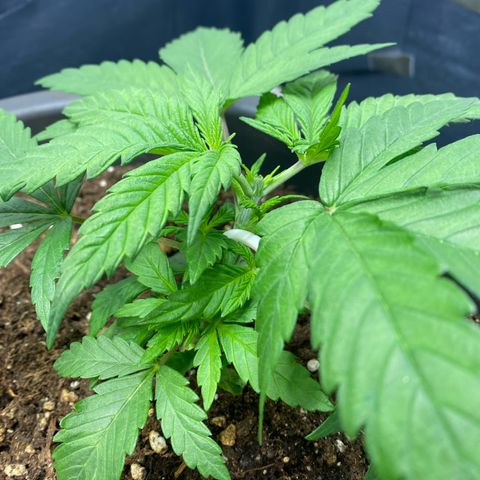 Purple Haze growlog photo: Getoppt 