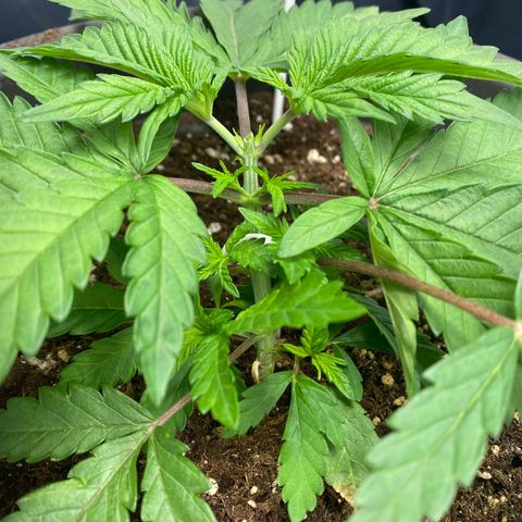 White Widow growlog photo: Getoppt