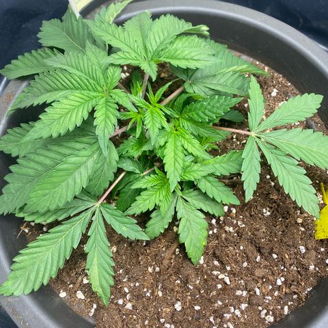 White Widow growlog timeline photo