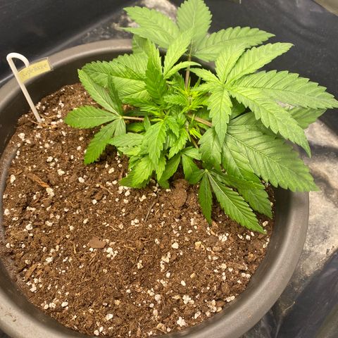 Purple Haze growlog timeline photo