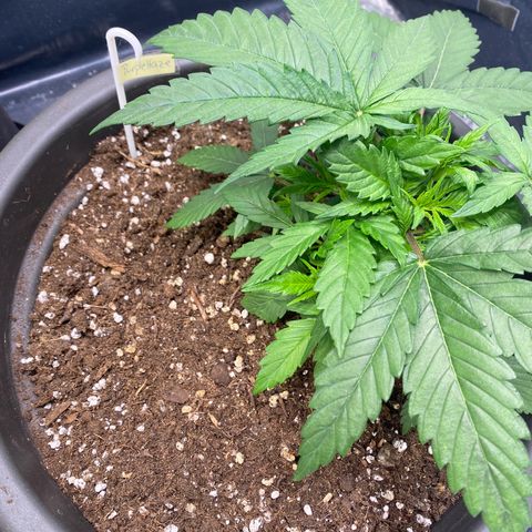 Purple Haze growlog timeline photo