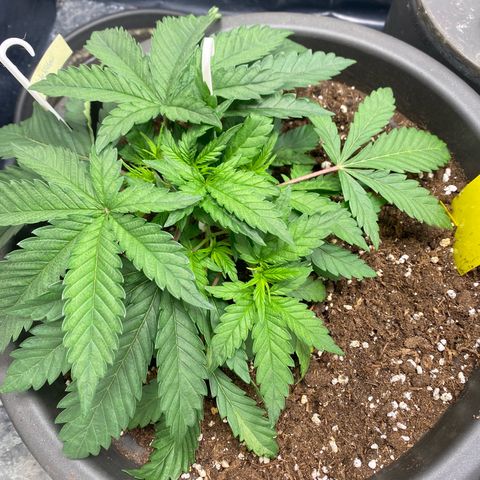 White Widow growlog timeline photo