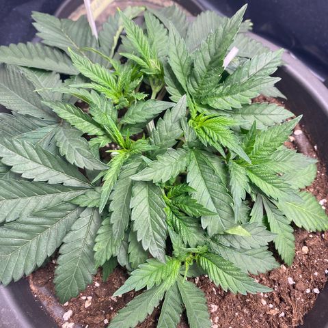 White Widow growlog timeline photo