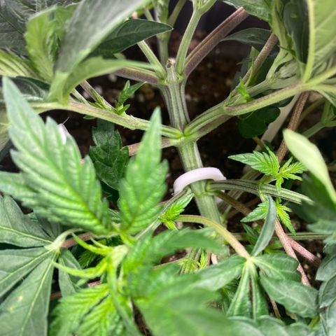 White Widow growlog timeline photo