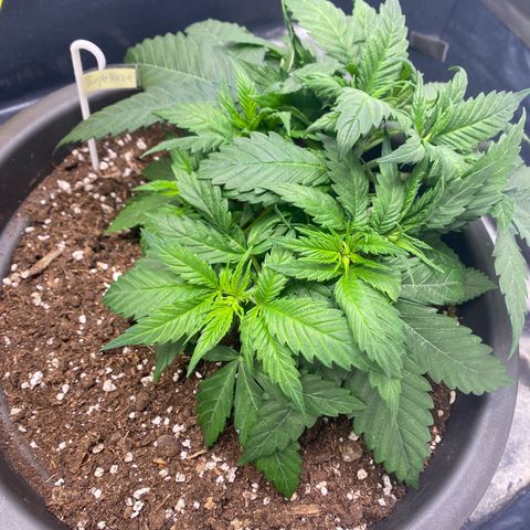 Purple Haze growlog timeline photo