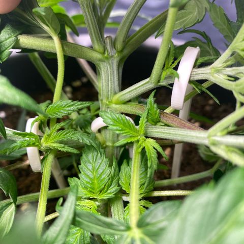 Purple Haze growlog timeline photo