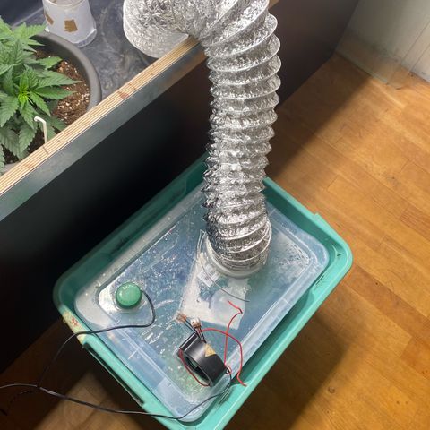 Purple Haze growlog photo: Selbstgebauter Luftbefeuchter 👍🏻
Hebt die Luftfeuchtigkeit von ca 30% auf 55% an und senkt die Temperatur um 3-4 Grad 
Durch verbautes Hygrostat ist es möglich die Luftfeuchtigkeit prozentgenau zu regeln! 
(Anzeige nur auf dem Foto nicht lesbar)