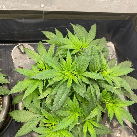 Purple Haze growlog timeline photo