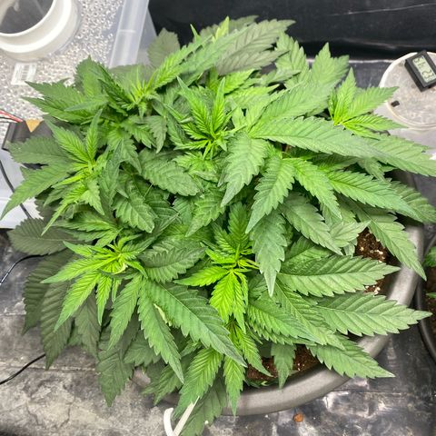 White Widow growlog timeline photo