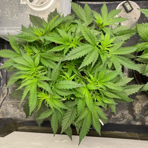 White Widow growlog timeline photo
