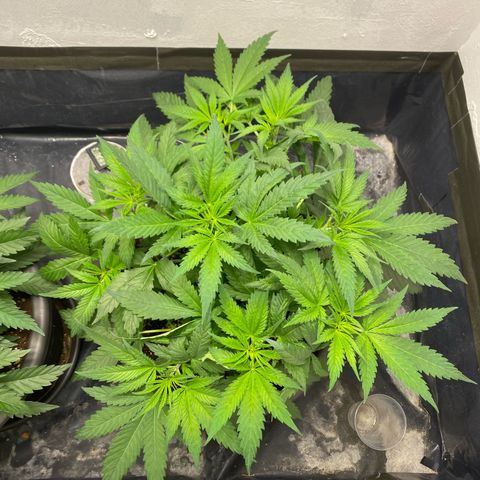 Purple Haze growlog timeline photo
