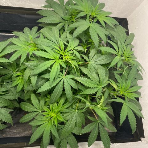 Purple Haze growlog timeline photo