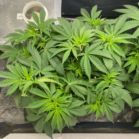 White Widow growlog timeline photo