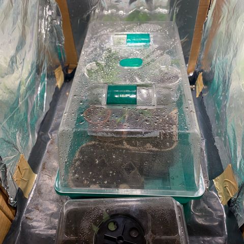 Purple Haze growlog timeline photo