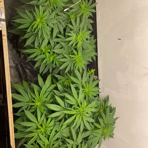Purple Haze growlog timeline photo